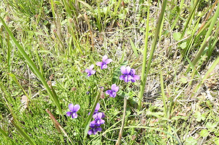 P1117584