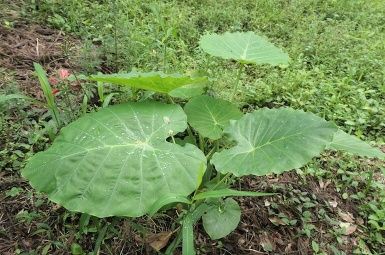 P1165525