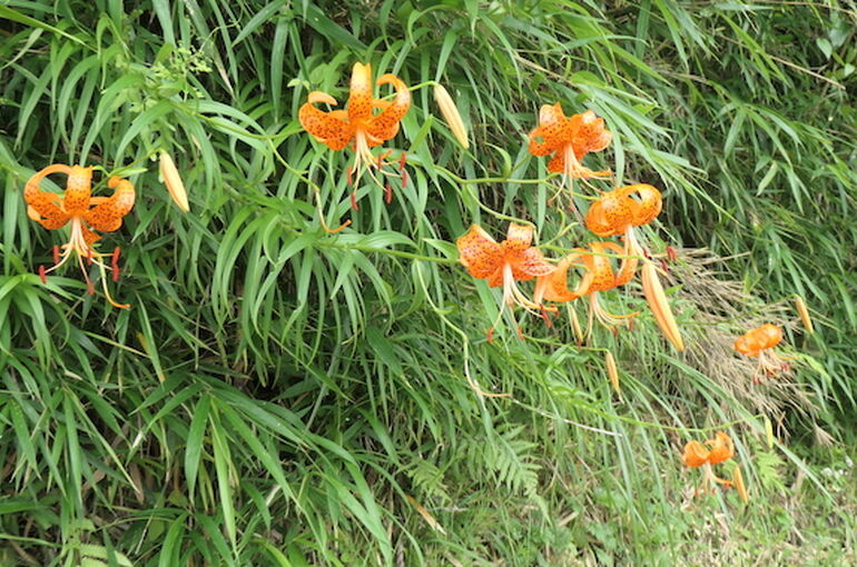 P1165524