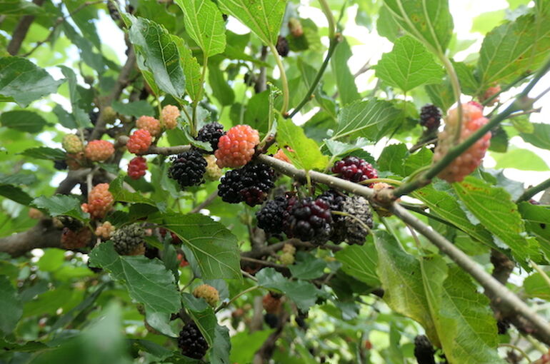 P1033138